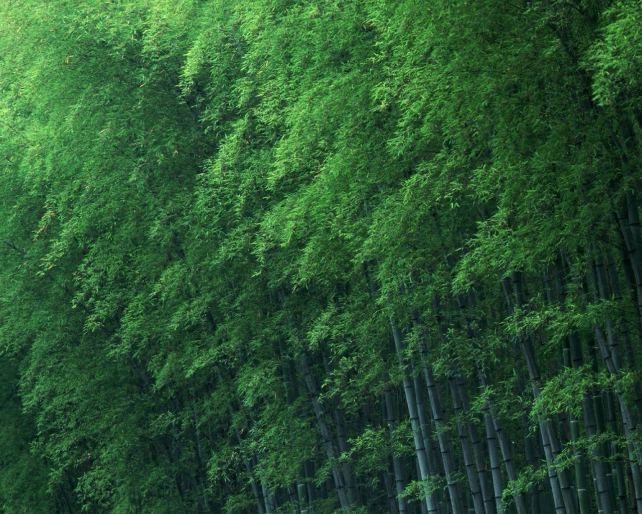 bamboo, natural, green, tree