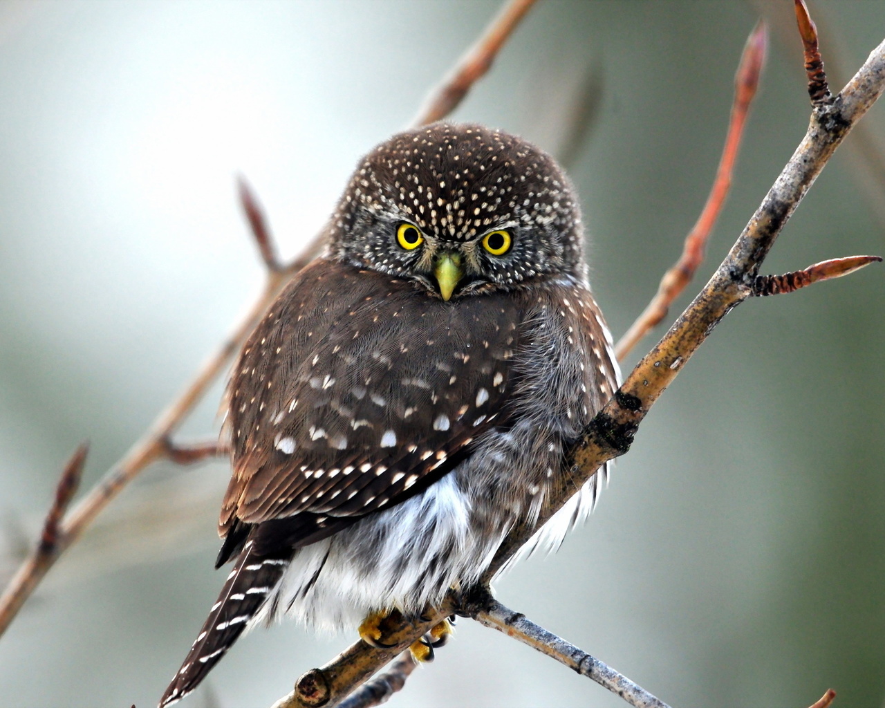 nature, bird, owl