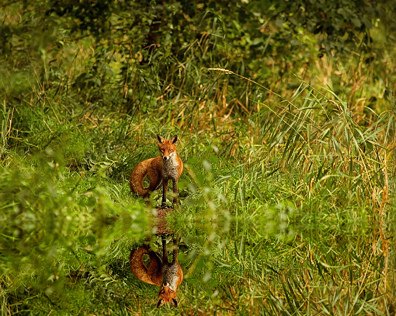 red, grass, fox