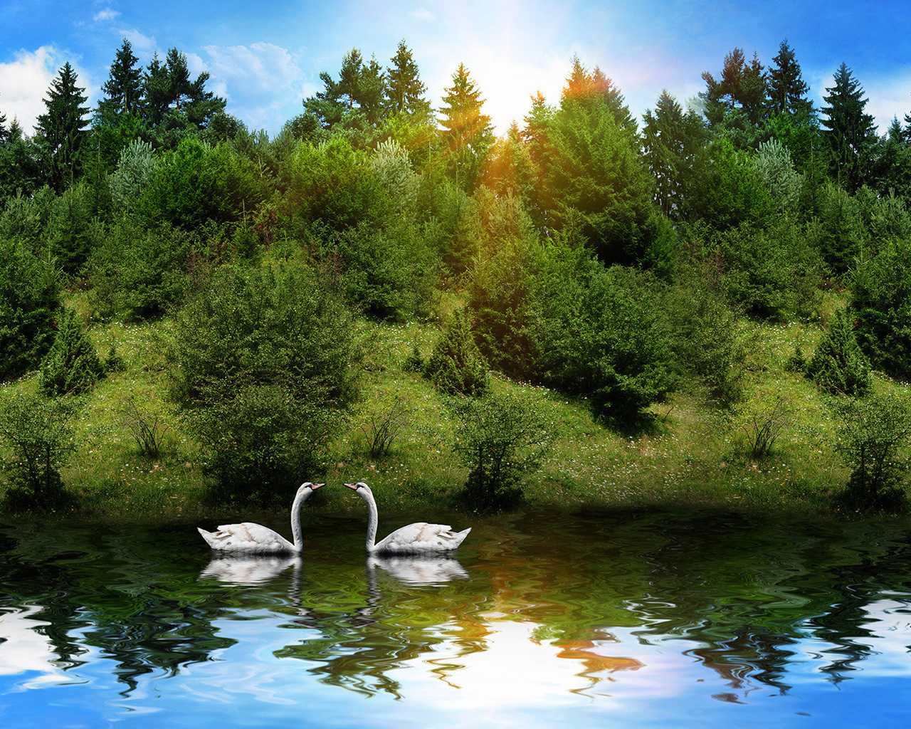 sunrise, lake, water, swan, tree, sky, clouds