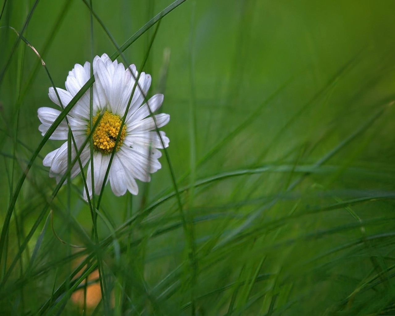 flower, daisy, white, green