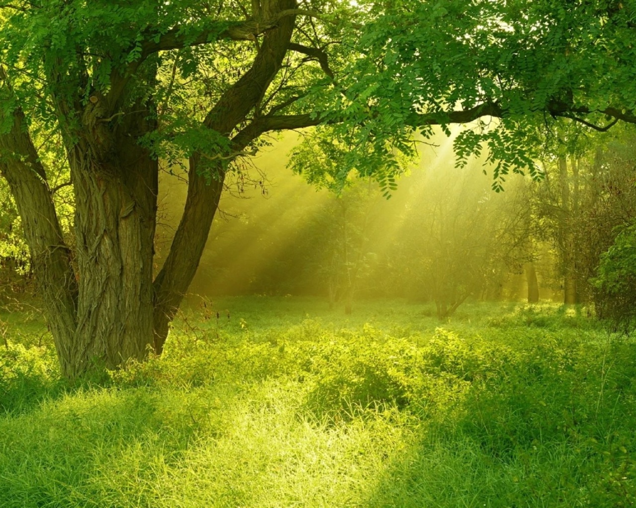 golden, sunray, forest, tree, green