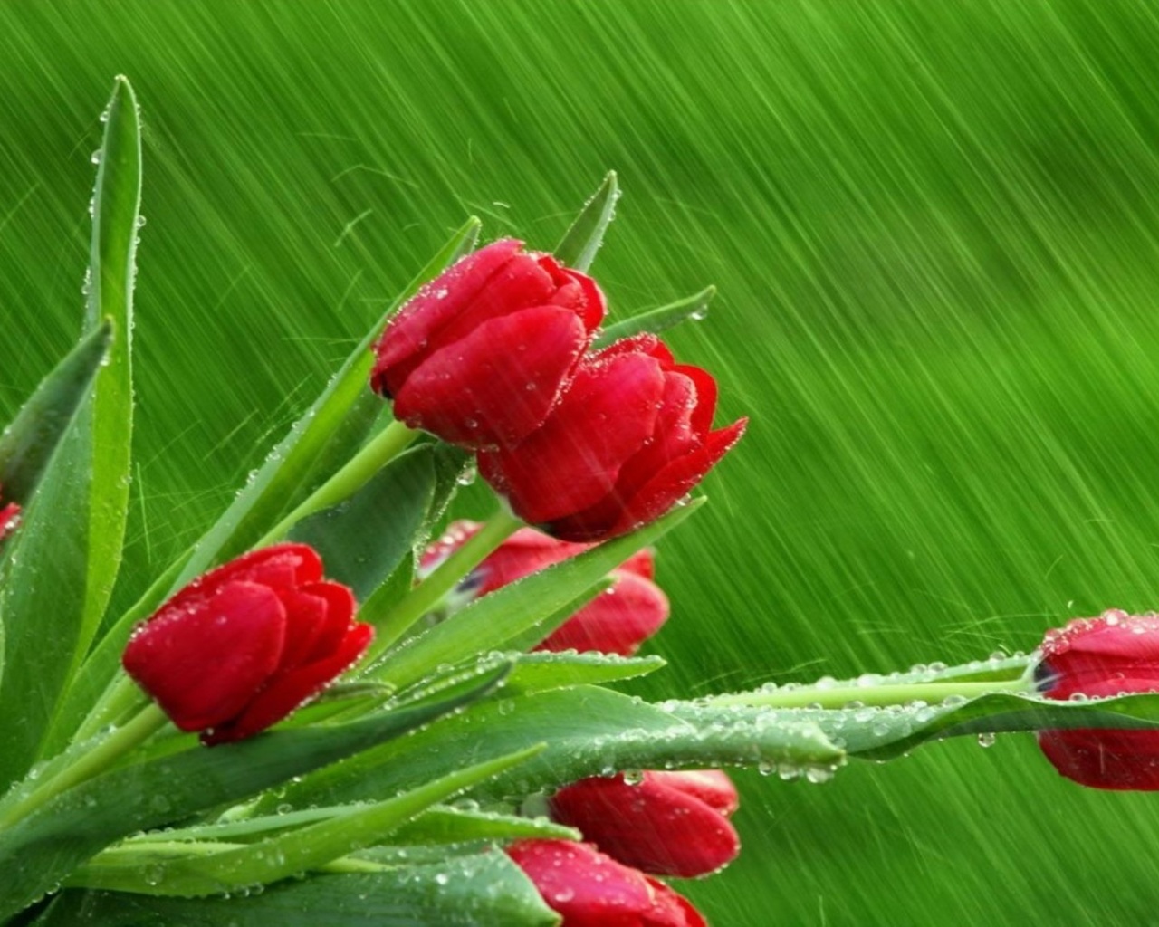 tulips, red, rain, branch, 