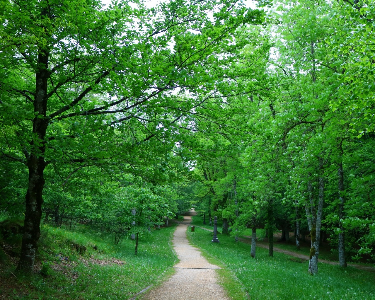 path, green, tree, grass