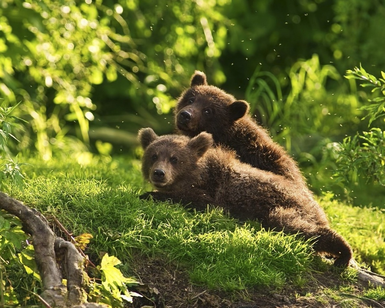 bear, cubs, green, grass