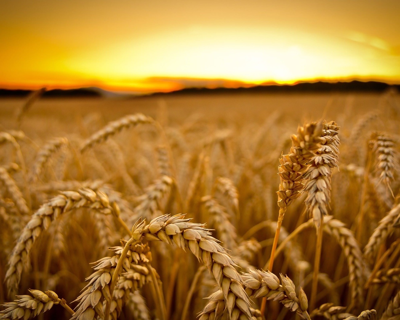 plants, nature, yellow, grass, fields, sunset