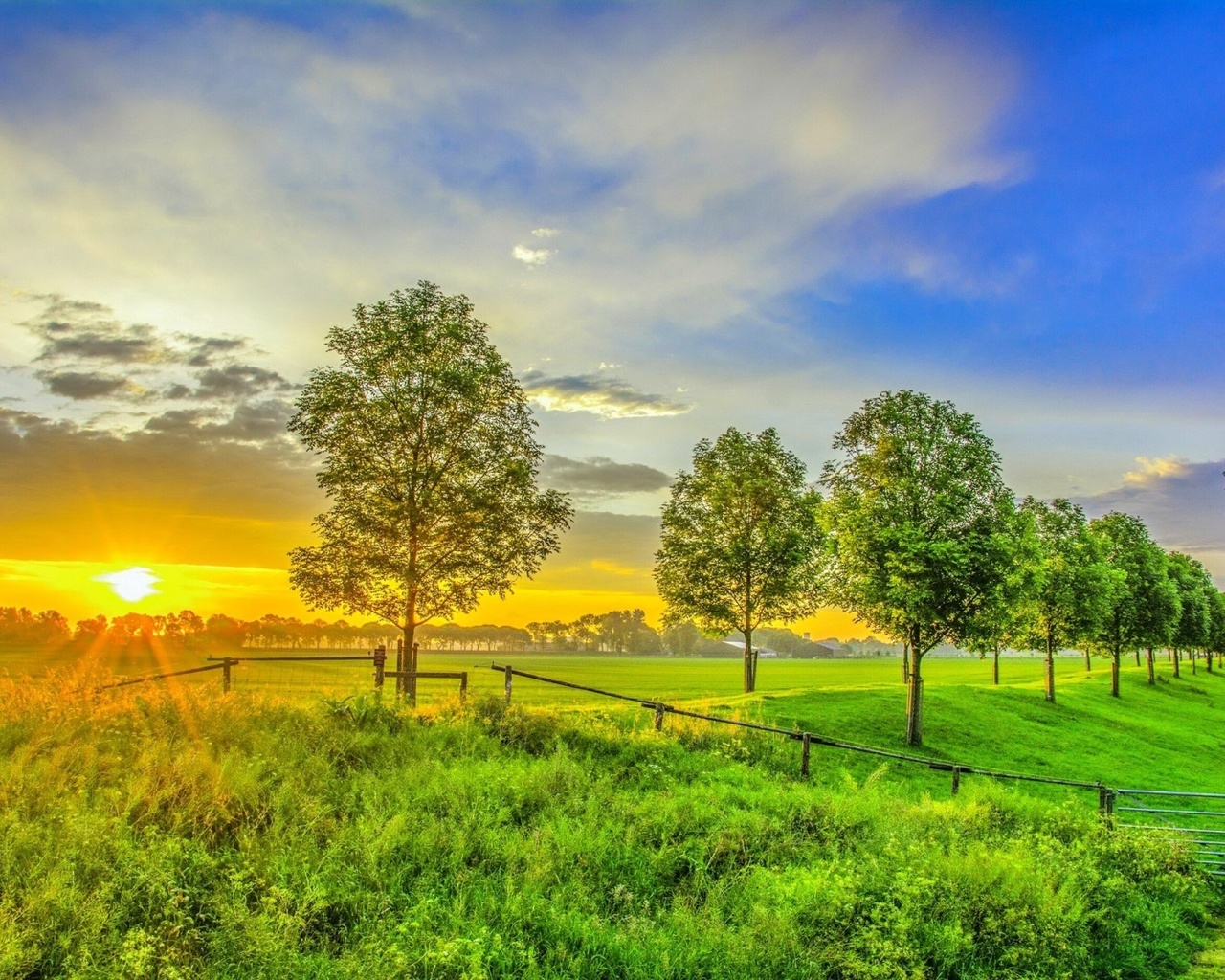 sunset, sunlight, grass, land