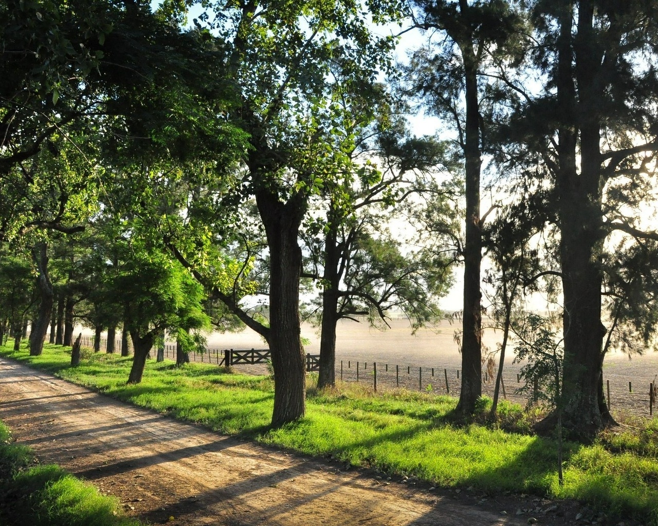 road, tree, fence, fields