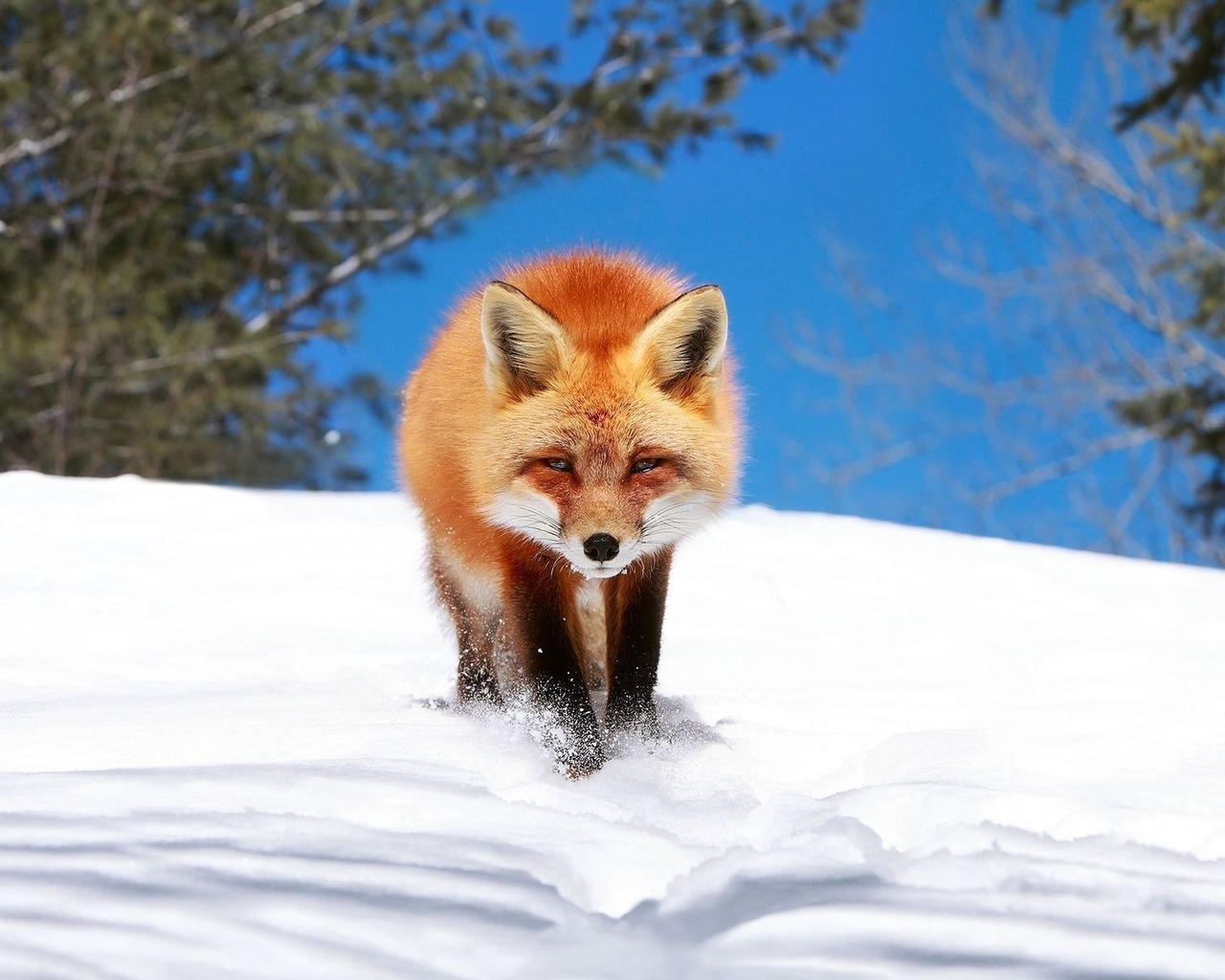 fox, red, snow, winter, 