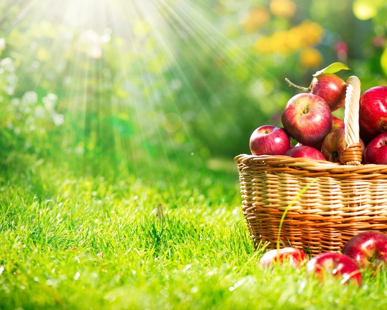 apple, basket, grass, sunlight