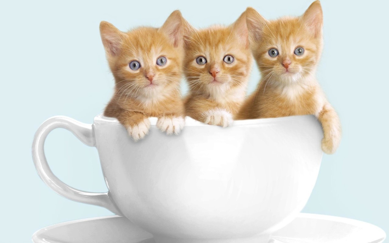 cute, kitten, three, cup, cat