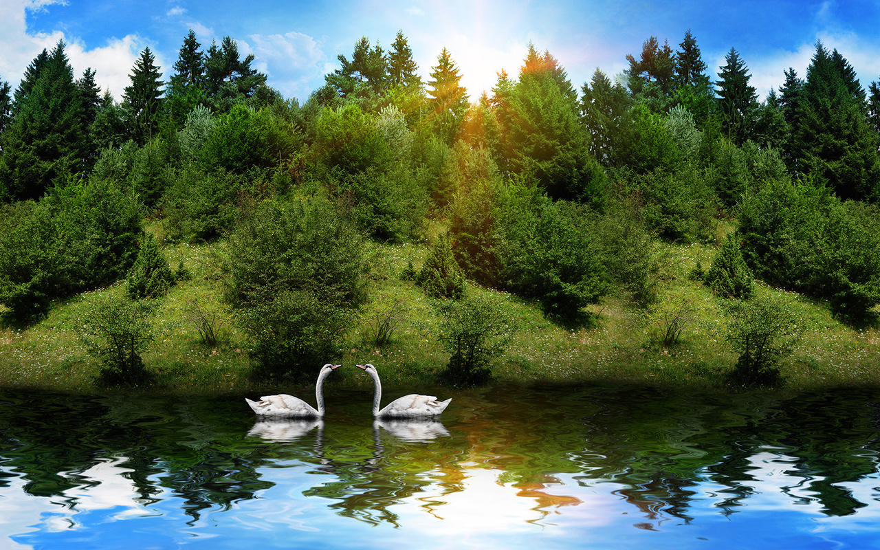 sunrise, lake, water, swan, tree, sky, clouds