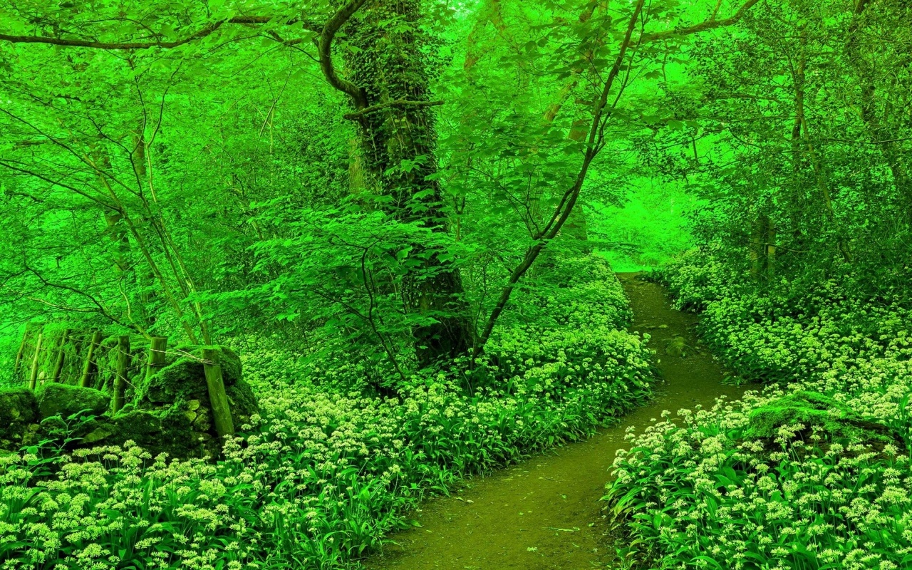 forest, tree, path, green