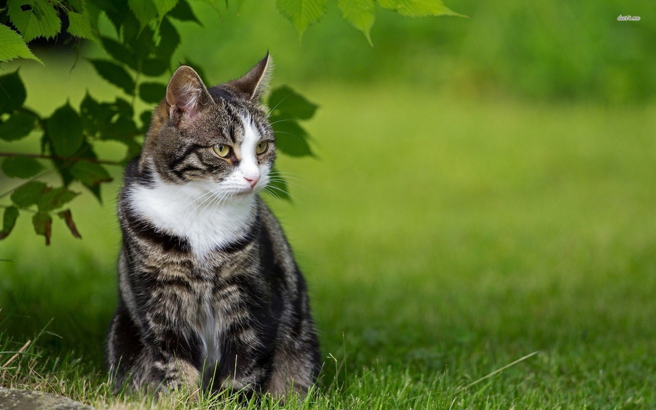 cat, grass, tree, kitty