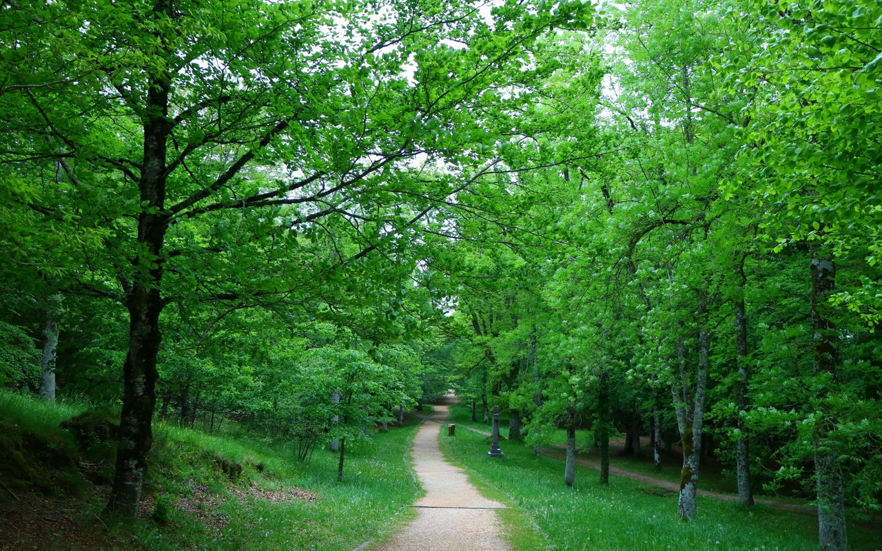 path, green, tree, grass