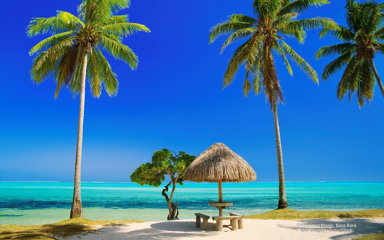 tropical, beach, tree, ocean, palm, sand