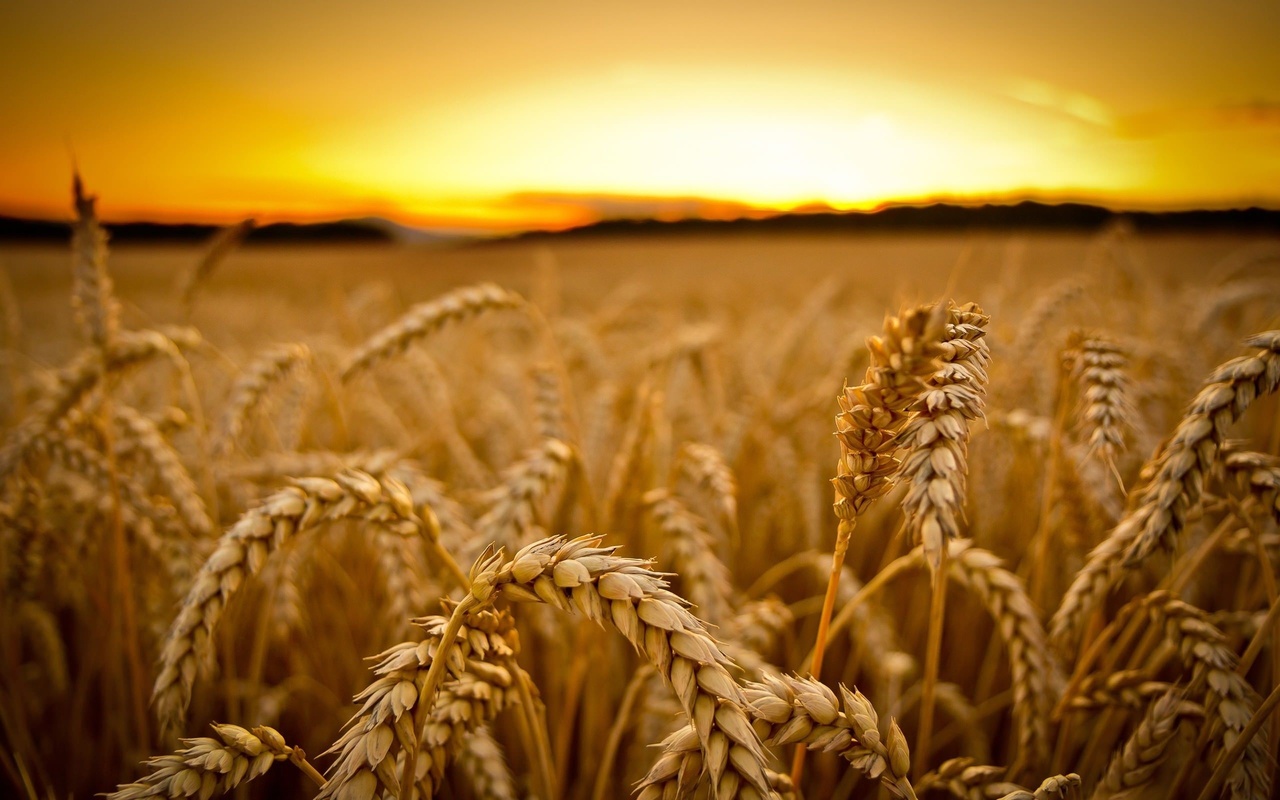 plants, nature, yellow, grass, fields, sunset