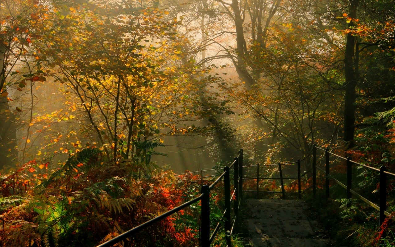 england, parks, tree, bridge