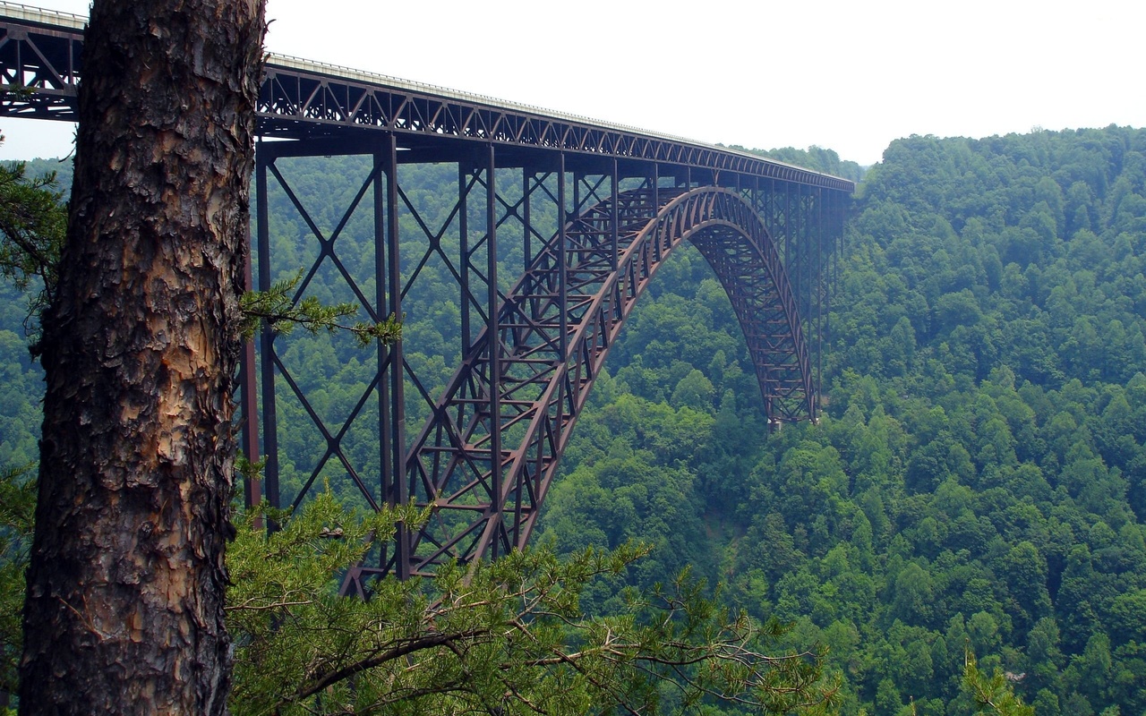 tall, bridge, forest, nature, ,  