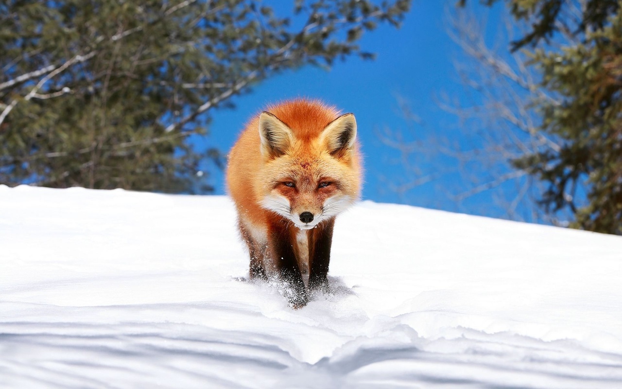 fox, red, snow, winter, 