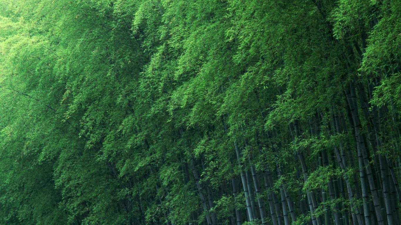 bamboo, natural, green, tree