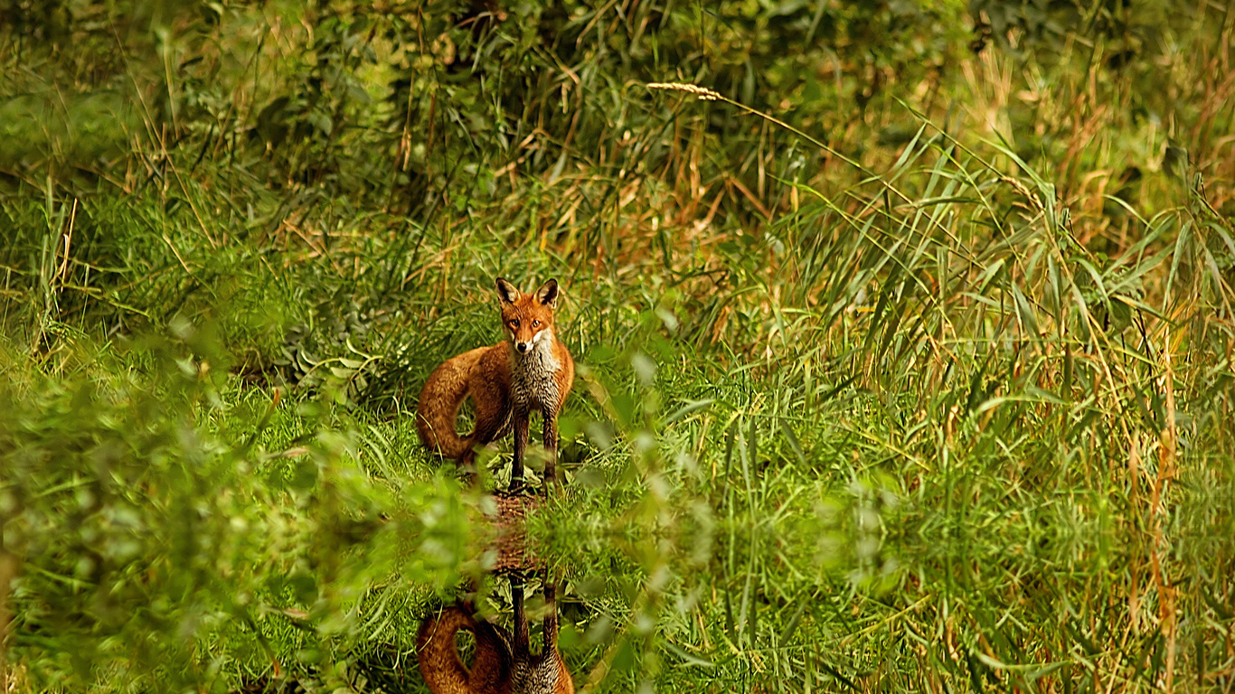 red, grass, fox