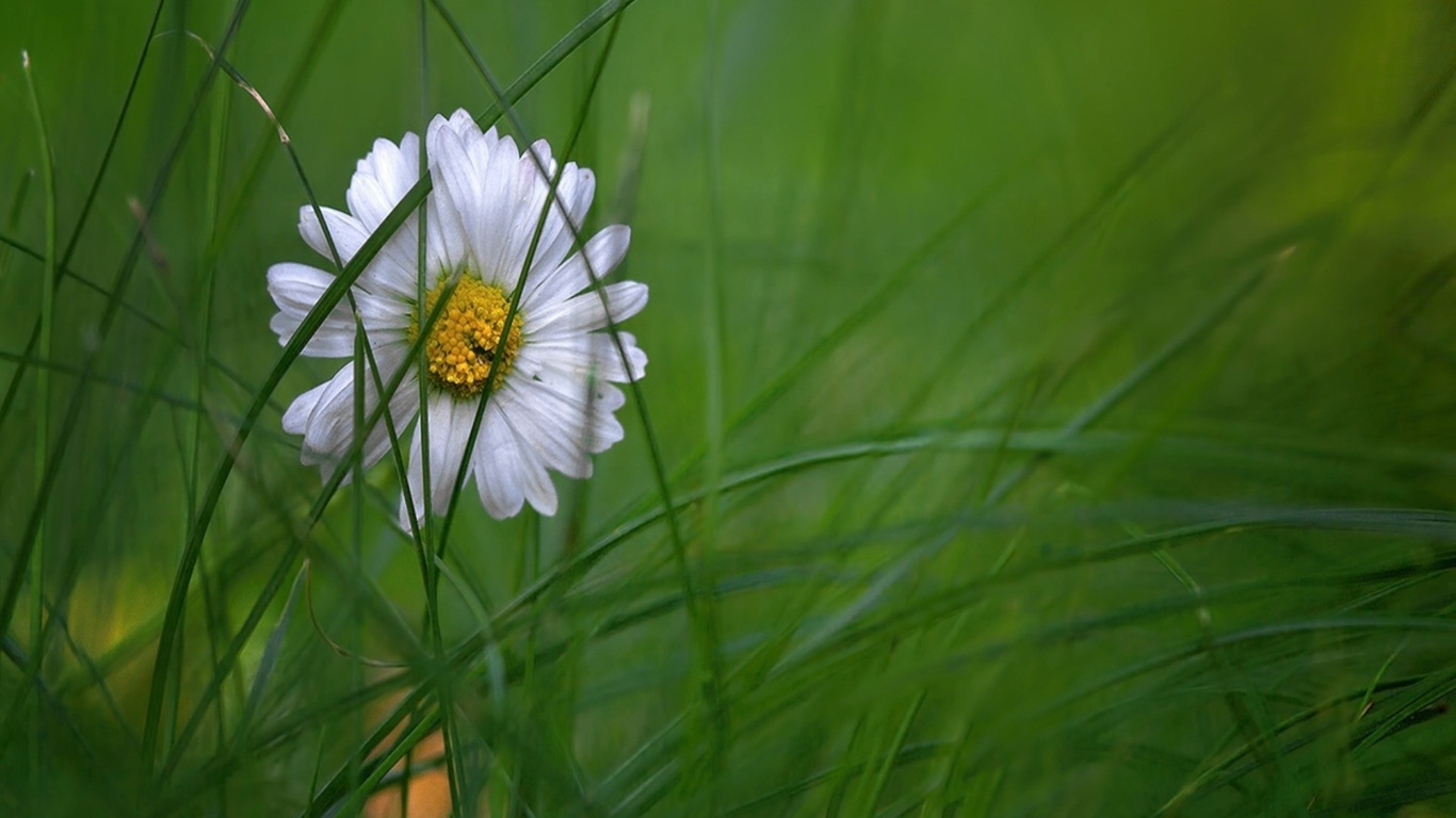 flower, daisy, white, green