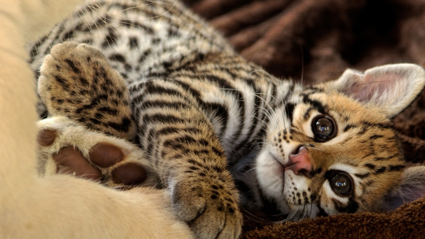 feline, leopard, wild, cub