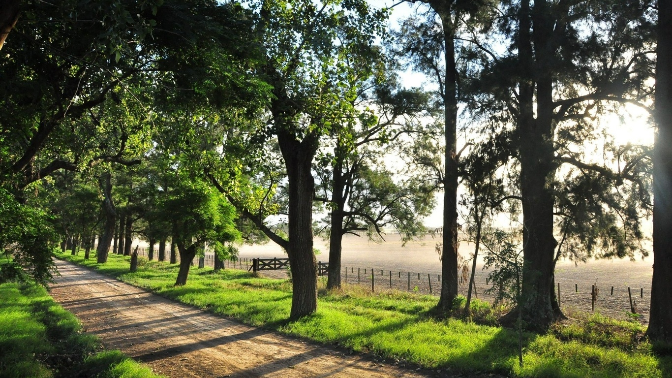 road, tree, fence, fields