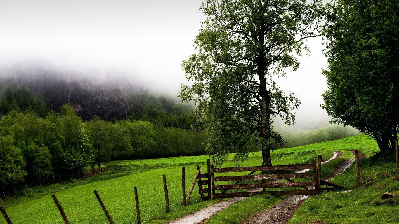 fence, tree, grass, green