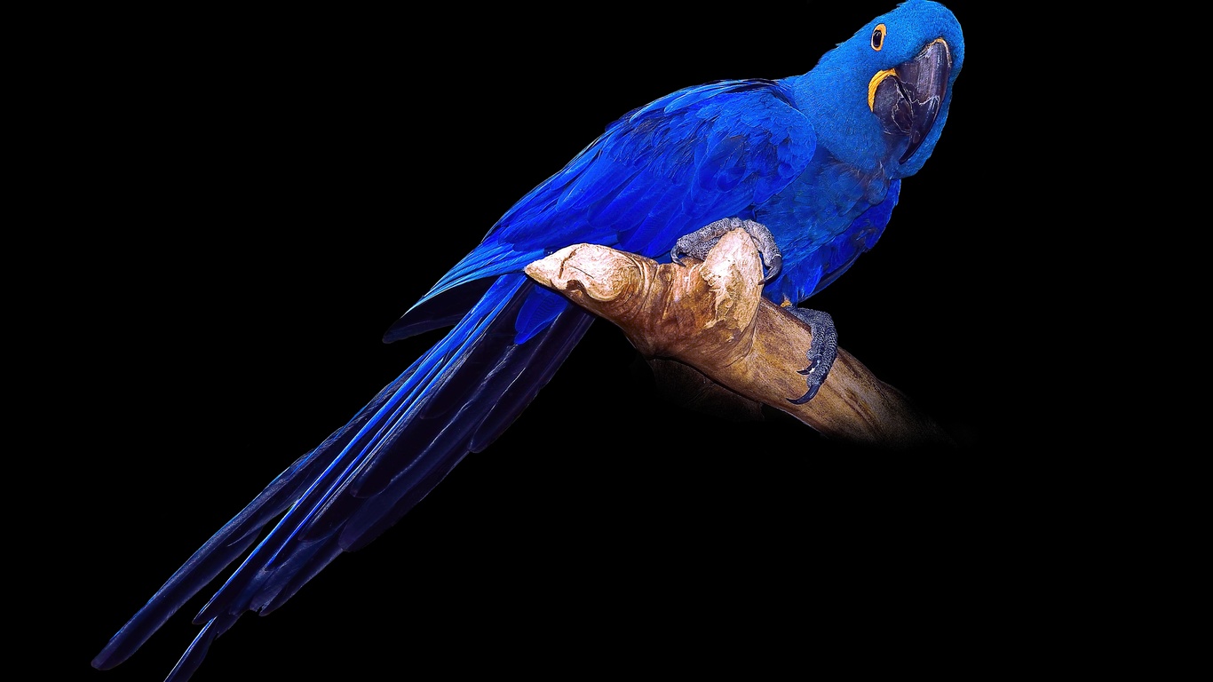 , , , , , hyacinth macaw, 