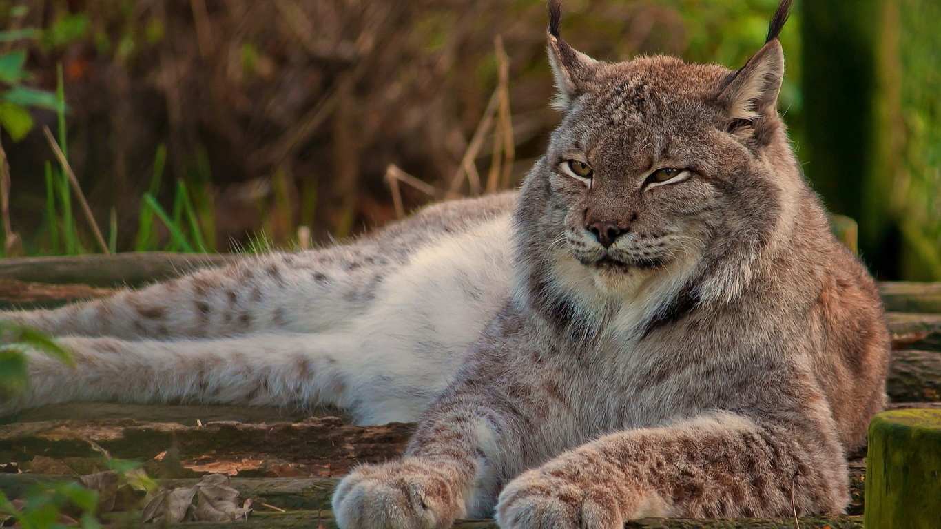 lynk, wild, rest, forest