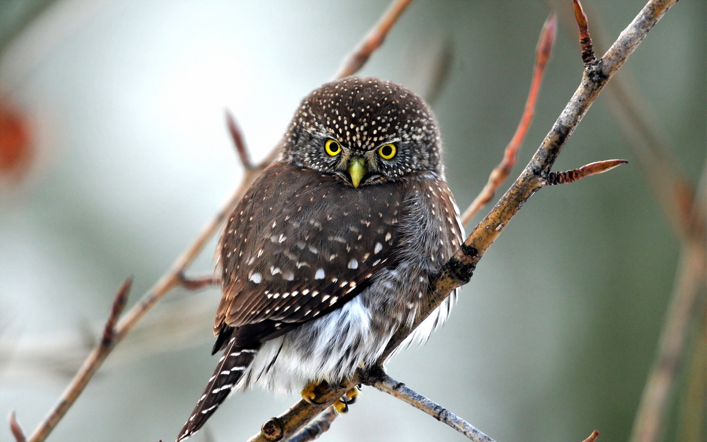 nature, bird, owl