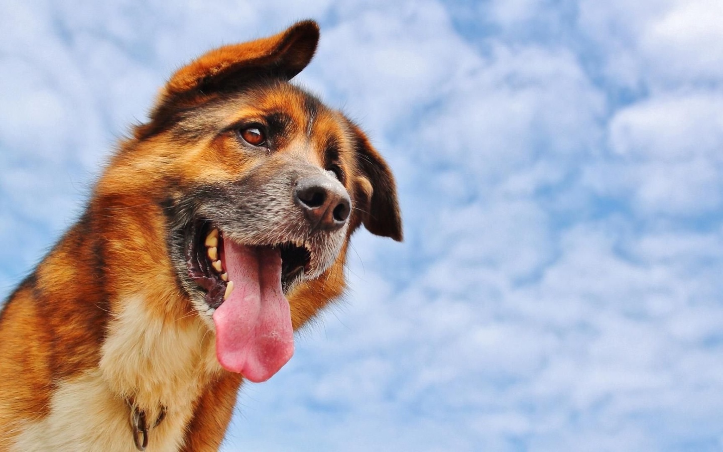 dog, german shepherd, sky, clouds, 