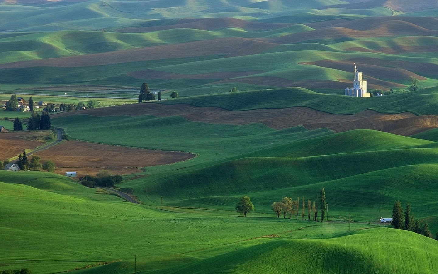 fields, grass, tree, green