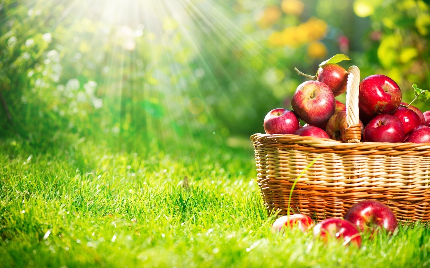 apple, basket, grass, sunlight