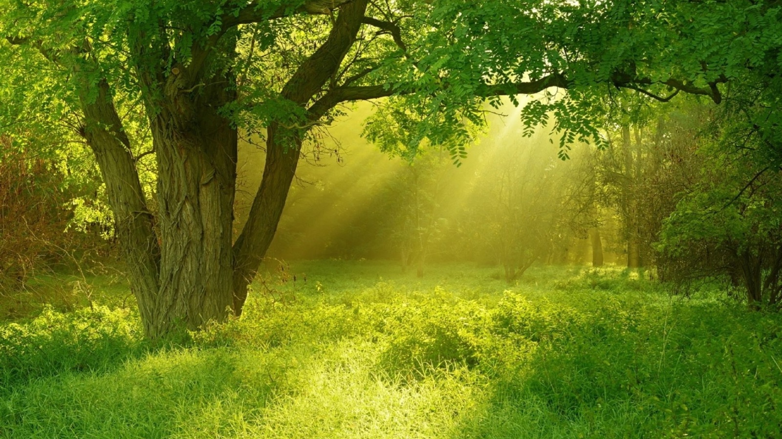 golden, sunray, forest, tree, green