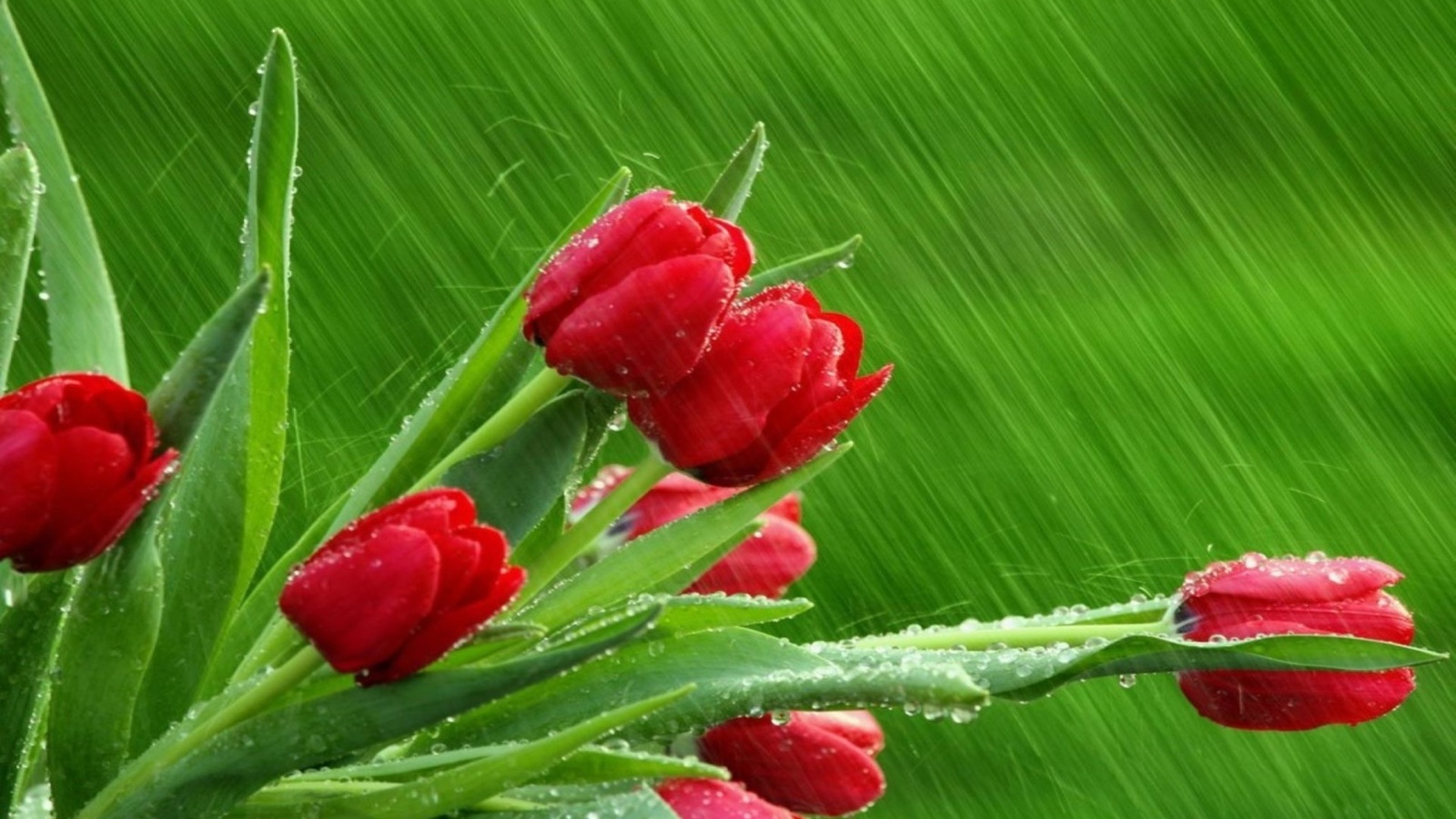 tulips, red, rain, branch, 