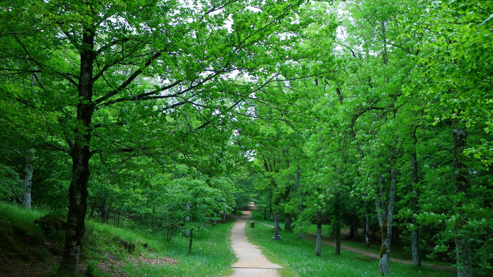 path, green, tree, grass