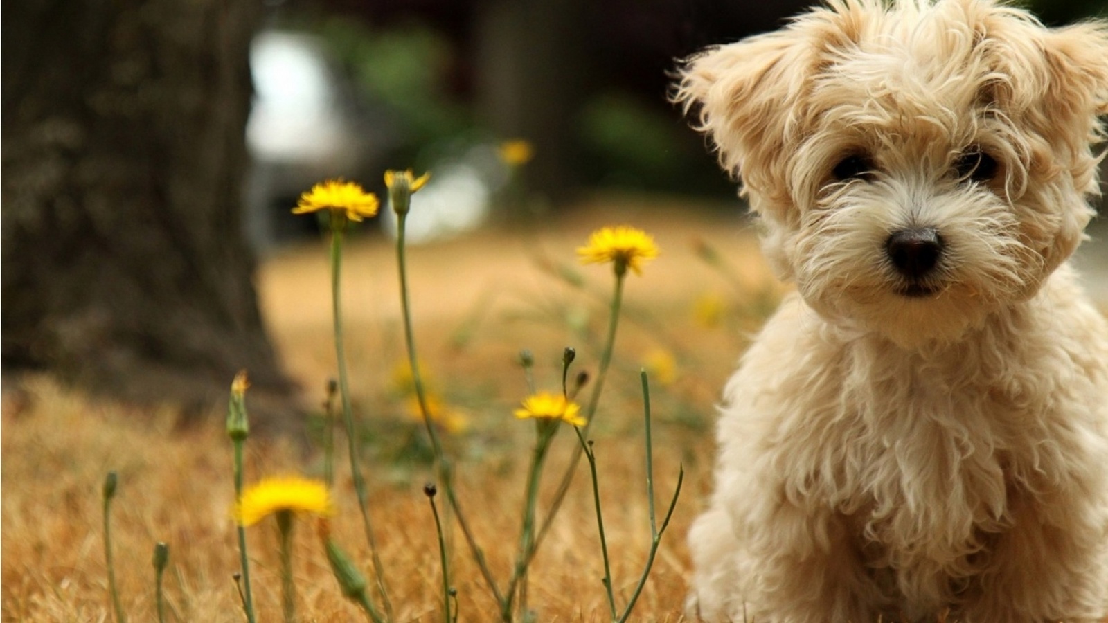 havanese, silk, dog, cub