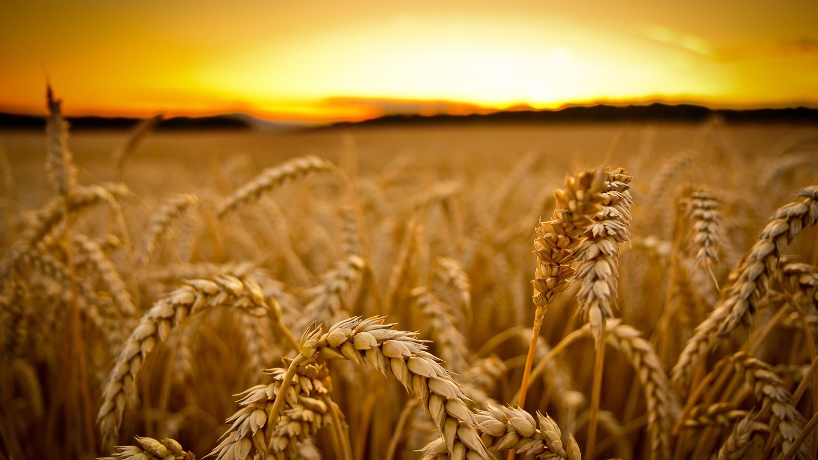 plants, nature, yellow, grass, fields, sunset