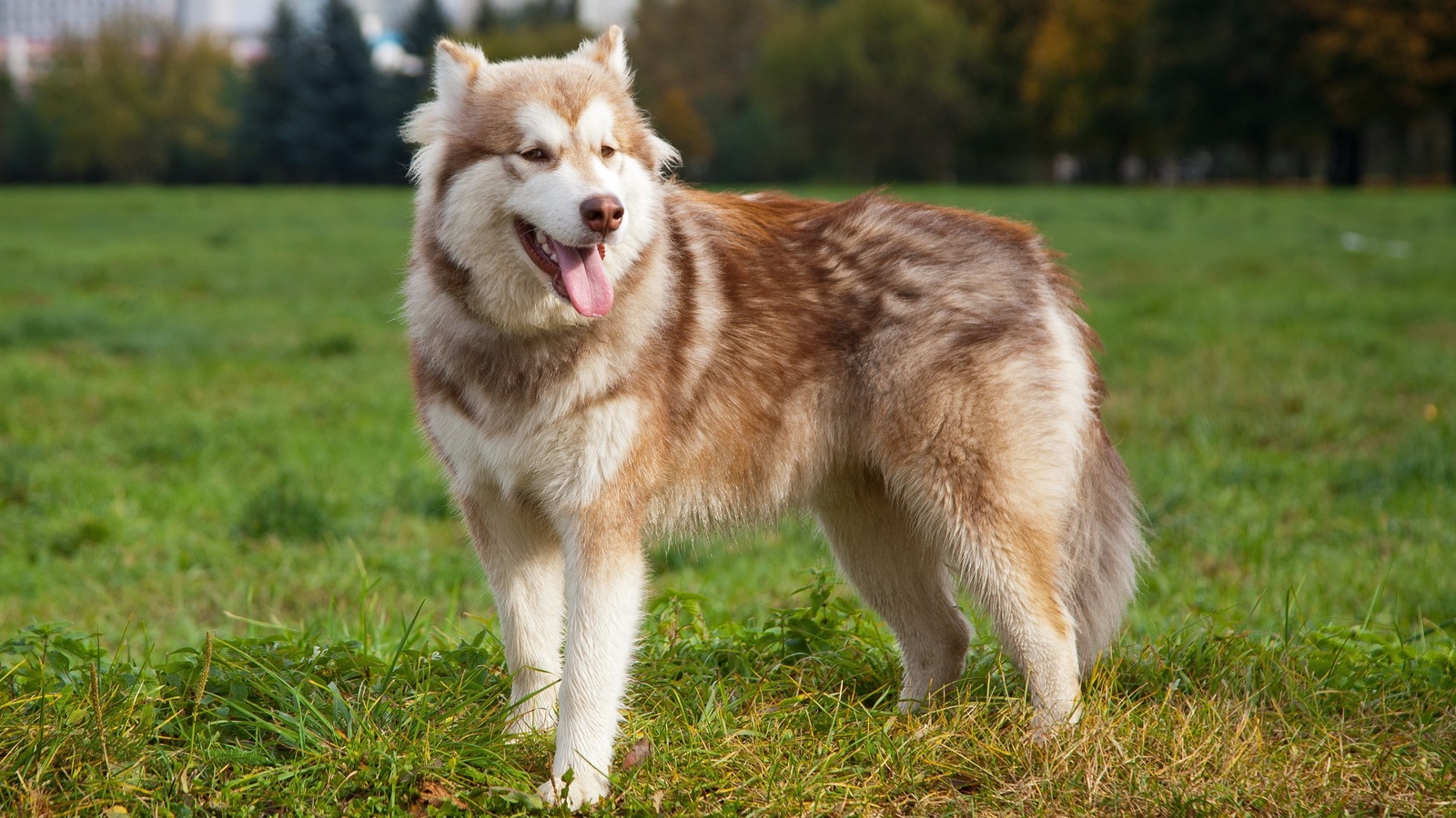 dog, field, grass, tree