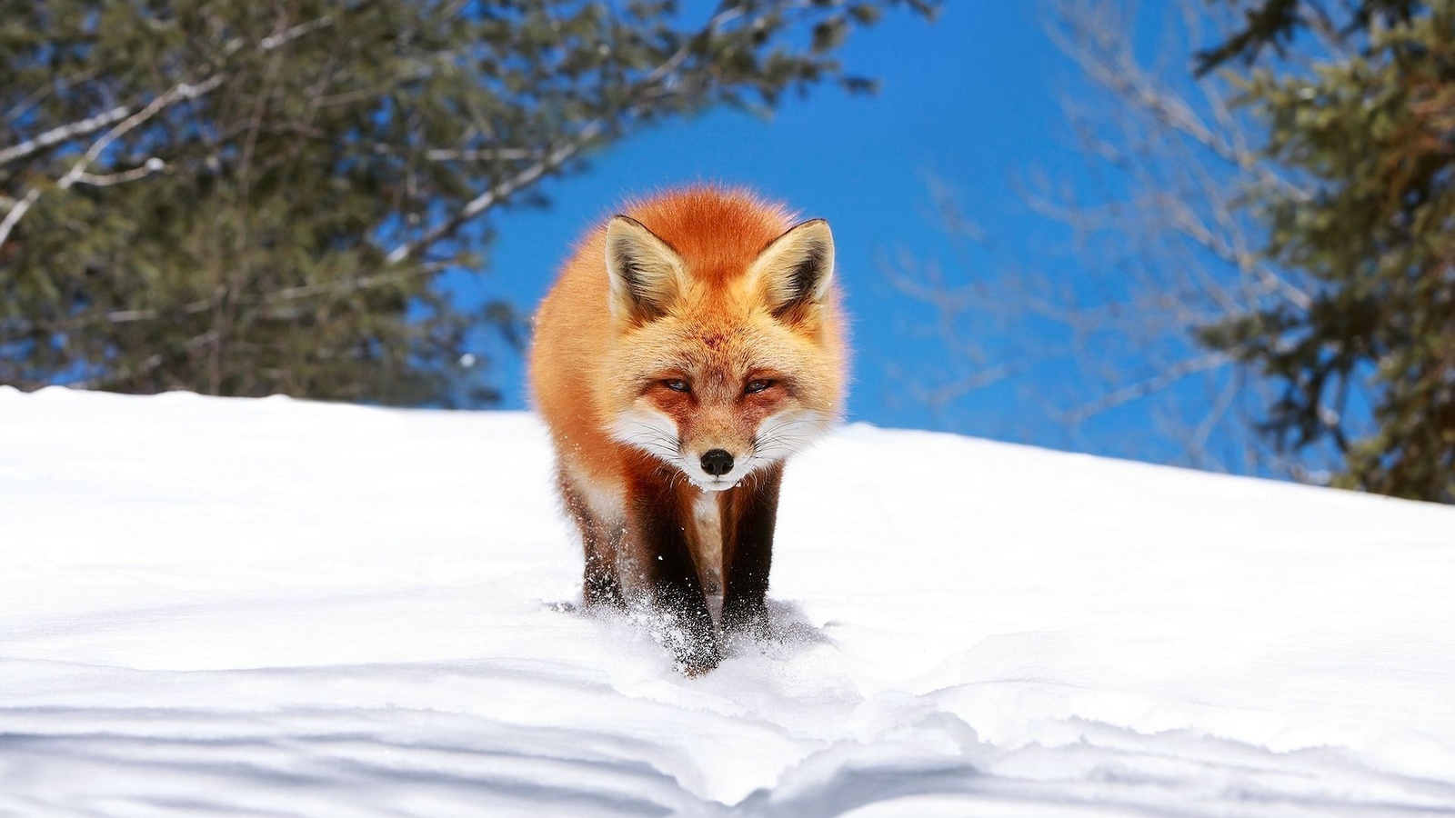 fox, red, snow, winter, 