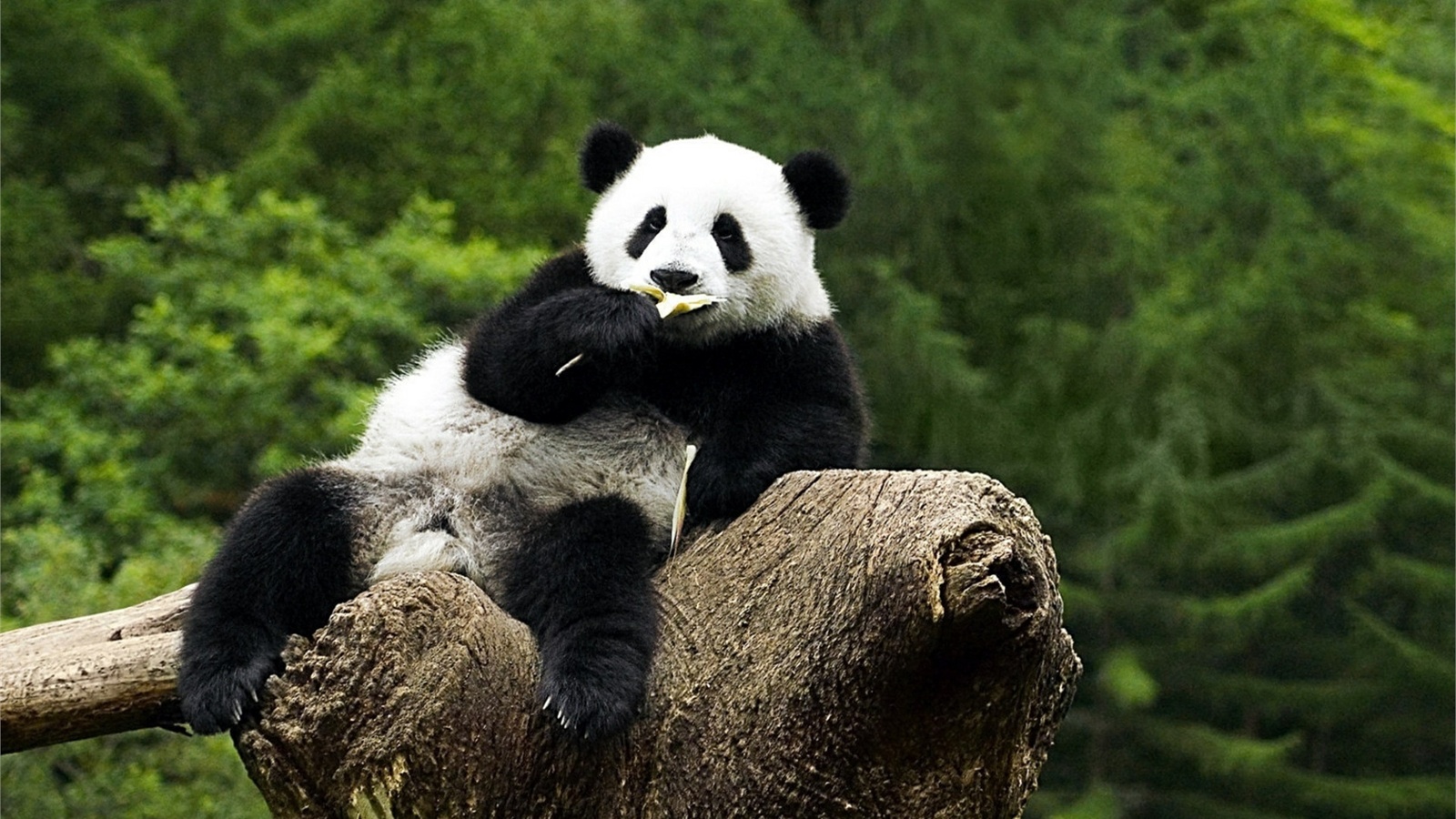 panda, tree, branch, bear, , , 