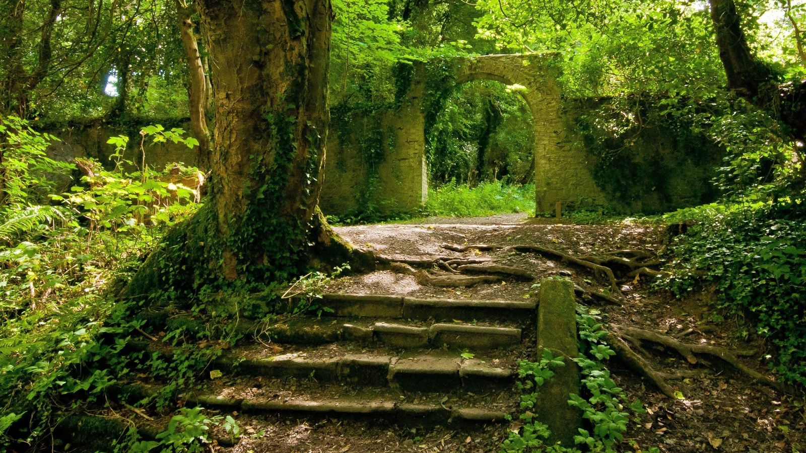 ruin, nature, stair, tree, green