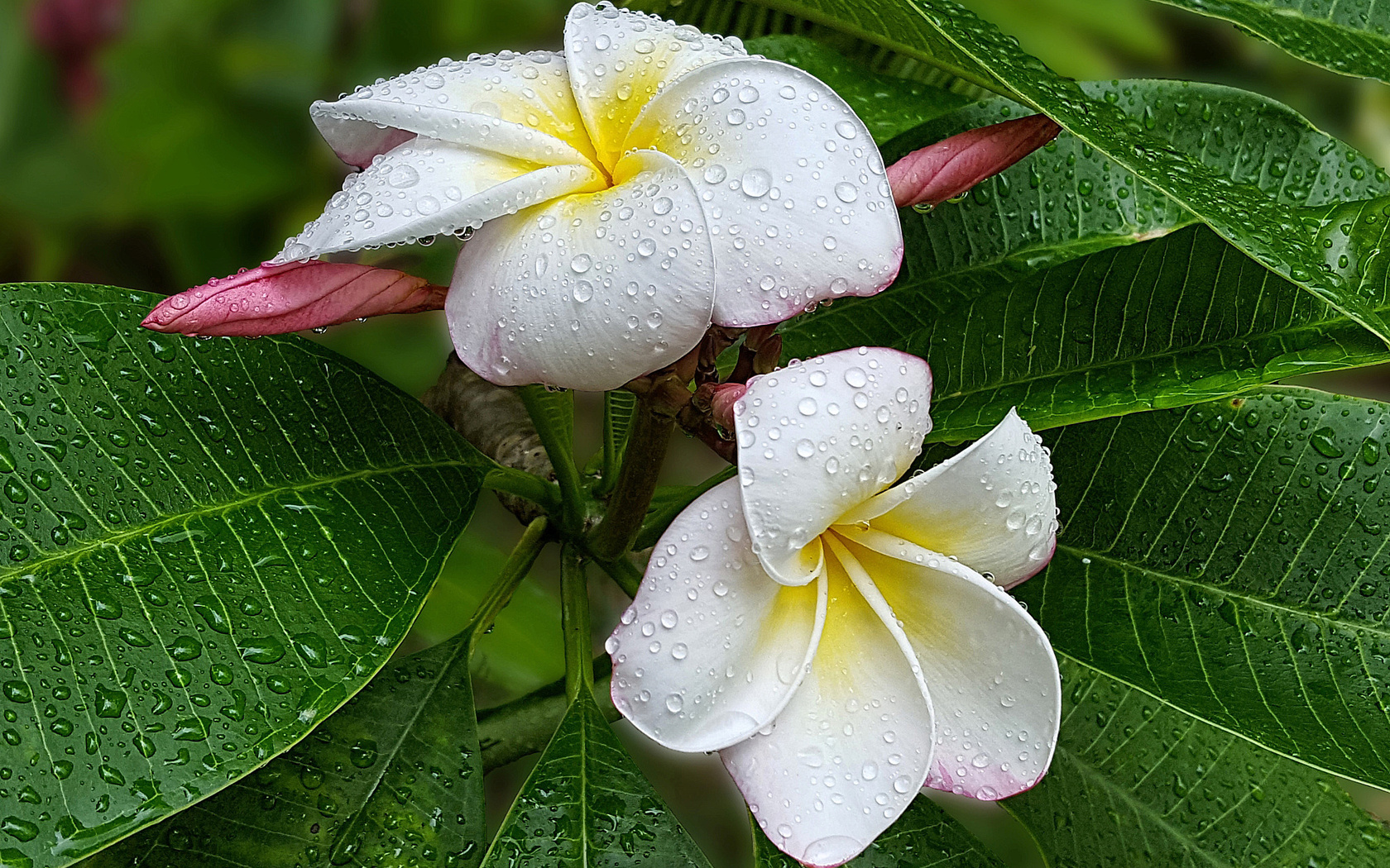 , , , plumeria, , 