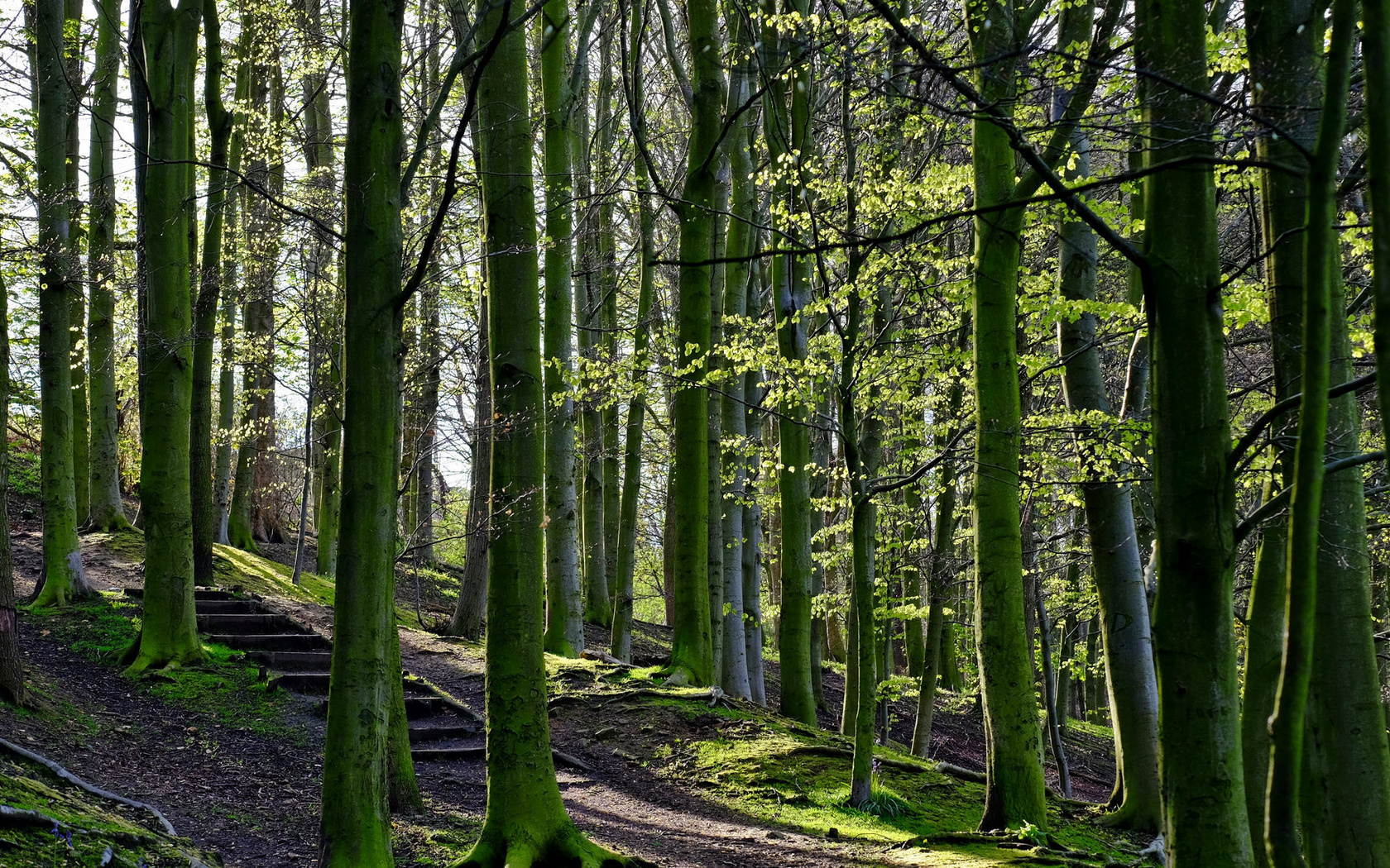 path, tree, forest, green, nature