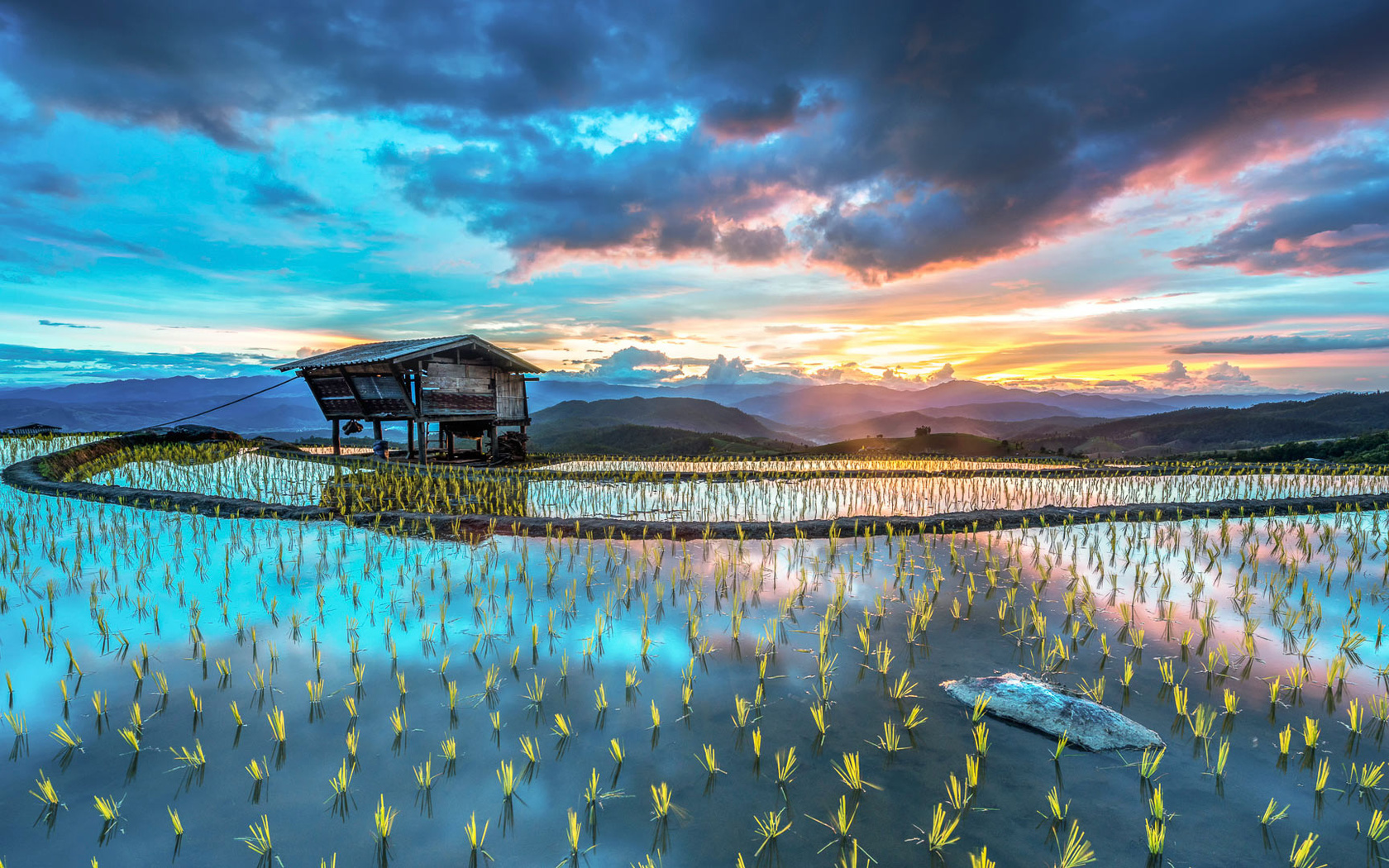 rice, fields, water, cottage