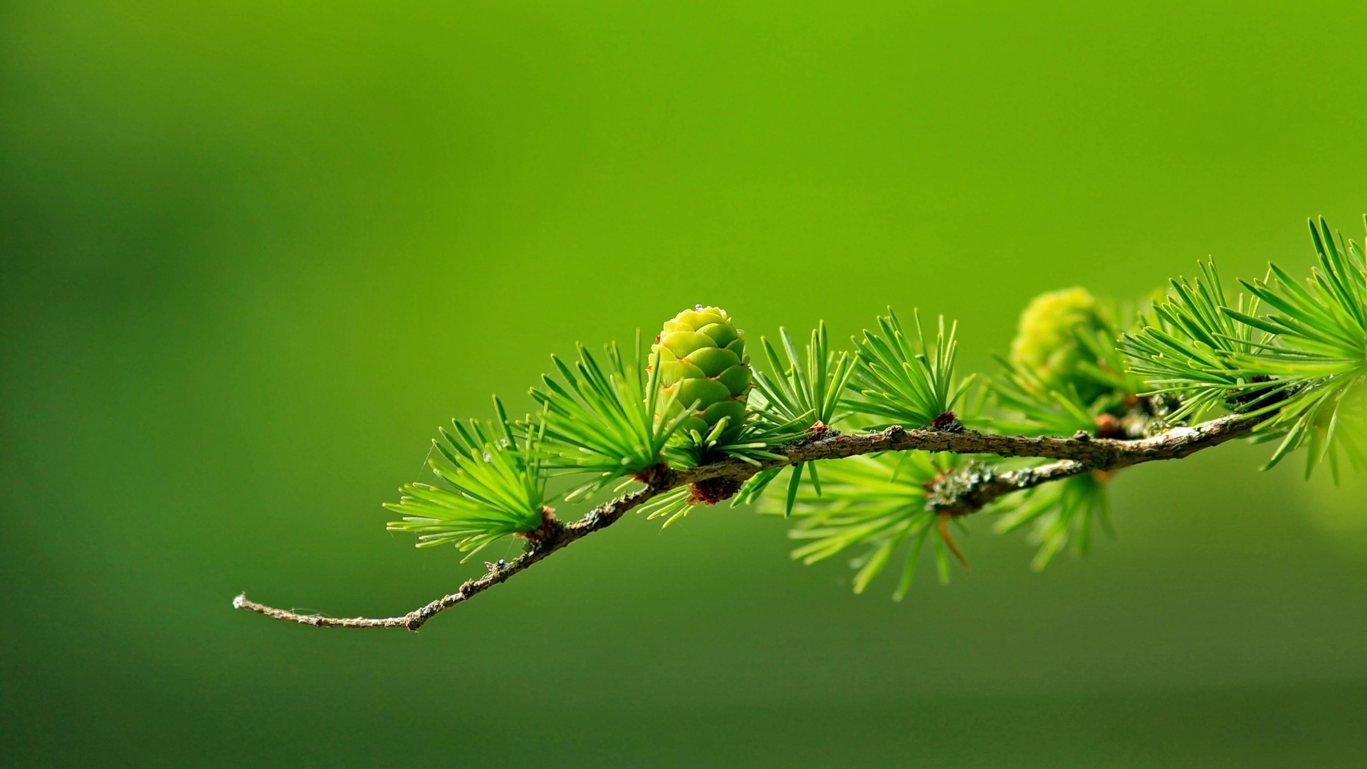 pine, branch, green, macro