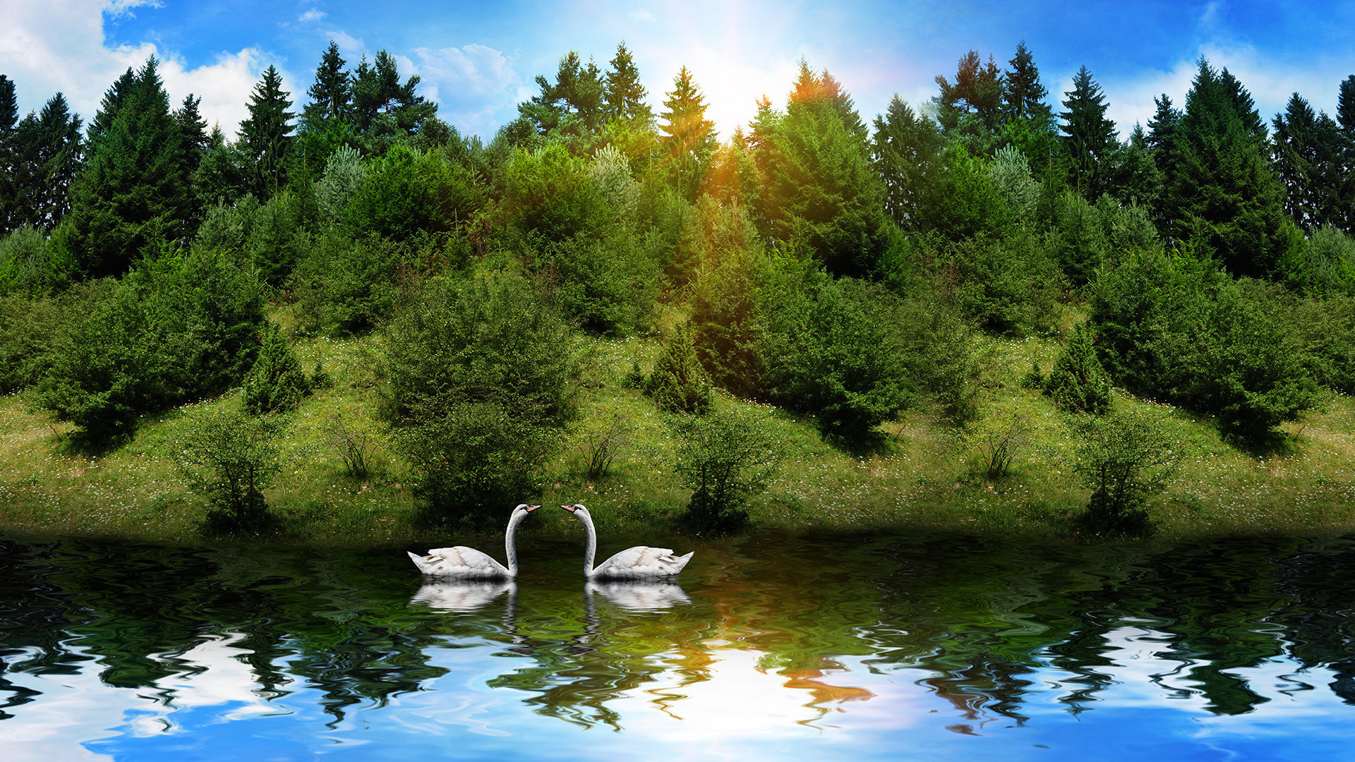 sunrise, lake, water, swan, tree, sky, clouds